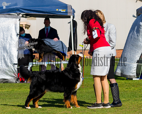 _MG_0602