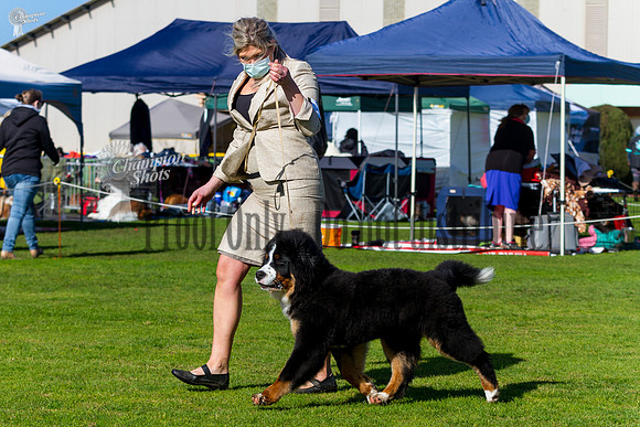 _MG_3854