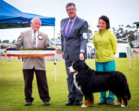 Bernese Mountain Dog Club of Vic - November show