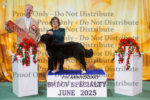 Opposite Minor Puppy In Show - Cloudforest Piroutte