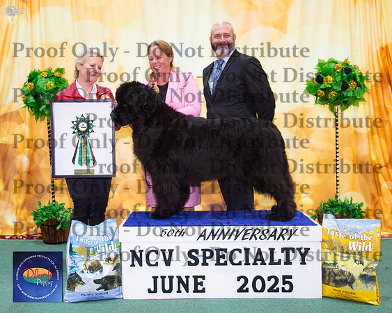 Runner Up In Show - Opposite Open In Show - Sup Ch Amblebrook Budweiser