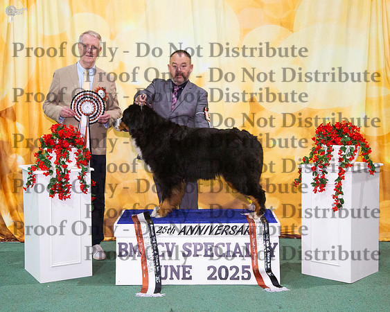 Runner Up to Best Exhibit In Show - Open In Show - Ch Azzabern Cuddle Pie