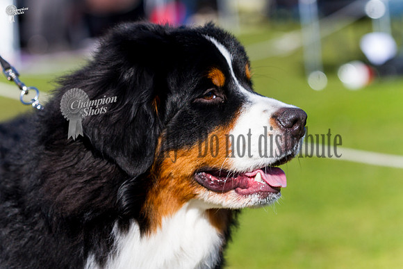 _MG_0394