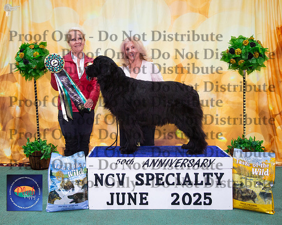 Australian Bred In Show - Ch Seadale Galway Bay (AI)