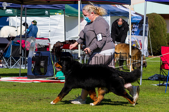 _MG_0533