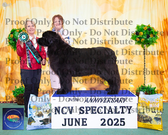 Runner Up Neuter In Show - Ch Newflabel Black Diamond
