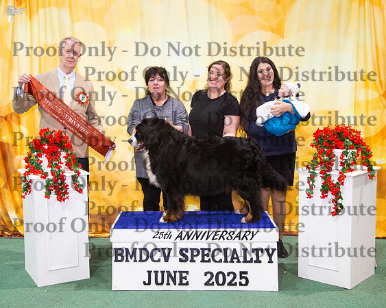 Opposite Veteran In Show - Ch Vennberne Purple Rain