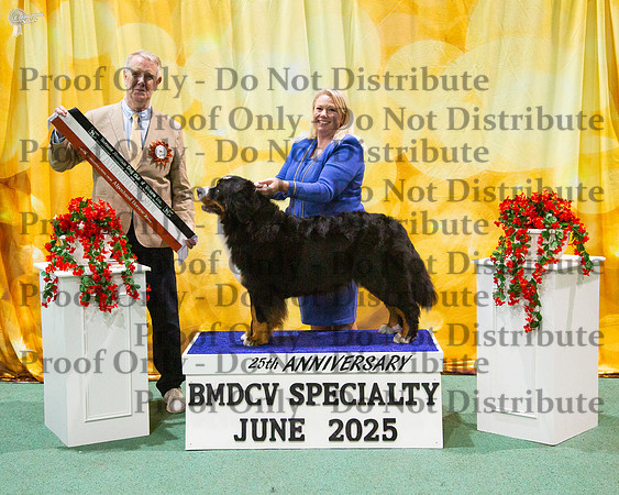 Intermediate In Show - Bernation High Hopes