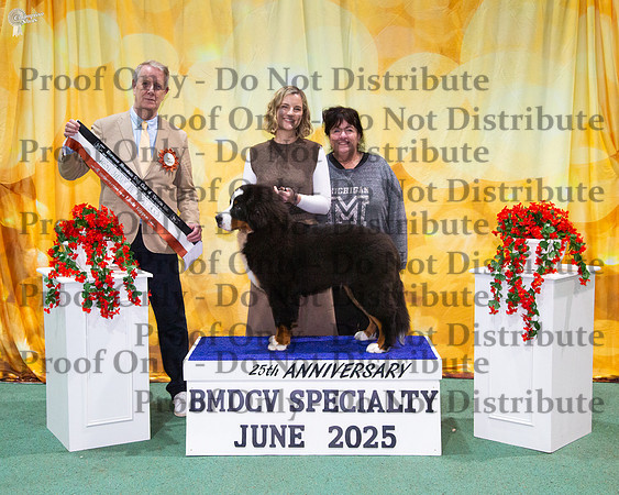 Minor Puppy In Show - Vennberne Long Way To The Top