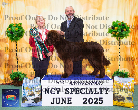 Minor Puppy In Show - Storybrook Tequila Mockingbird