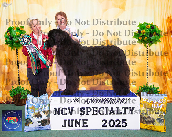 Junior In Show - Ch Newflabel Magic Diamond (AI)