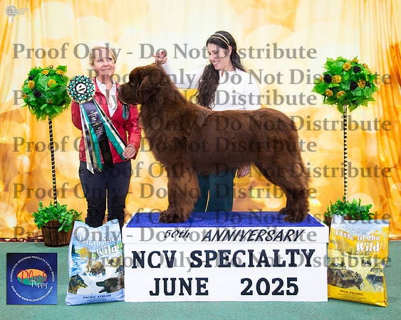 Puppy In Show - Ch Clazzic Marvellous Creation