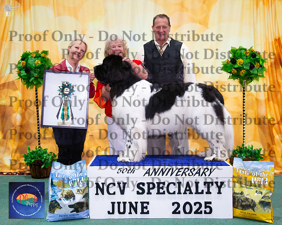 Best Exhibit In Show - Open In Show - Ch Magnewficent Moments Like This