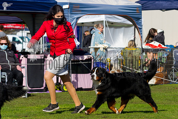 _MG_0549